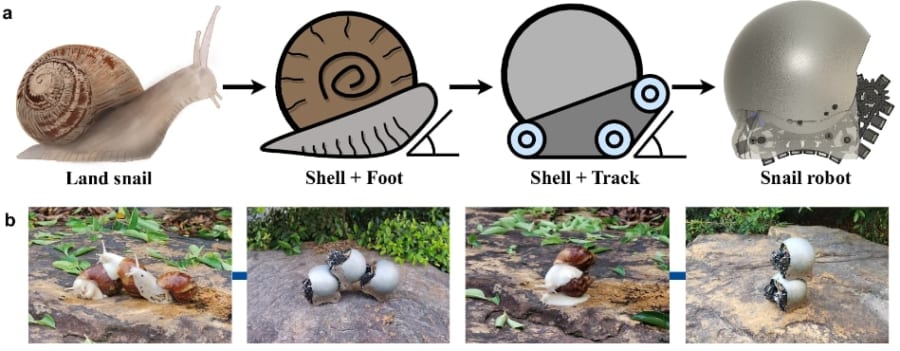 カタツムリにインスピレーションを受けたロボット
