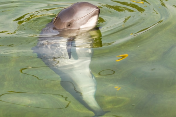 イルカは1日中ずっと餌を食べ続けなければならない不便な生き物だった