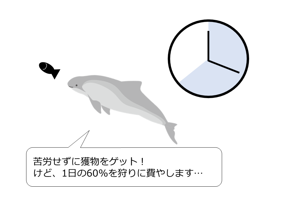 質よりも量で補う！ネズミイルカの狩りの戦略が判明！