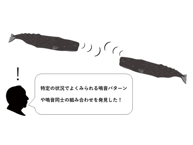 動物と話せる日が来る？クジラの鳴音にアルファベットのような構造を発見！