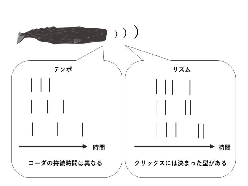 テンポとリズム