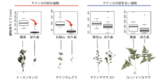 ヤクシカが好んで食べる種がミニチュア化していた。嫌いな種はサイズが変わらなかった