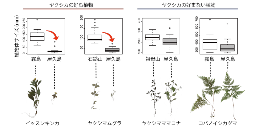 ヤクシカが好んで食べる種がミニチュア化していた。嫌いな種はサイズが変わらなかった