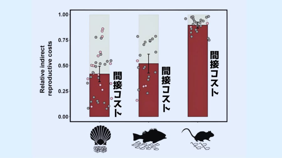 出産数の少ない種では間接コストも高くなっています