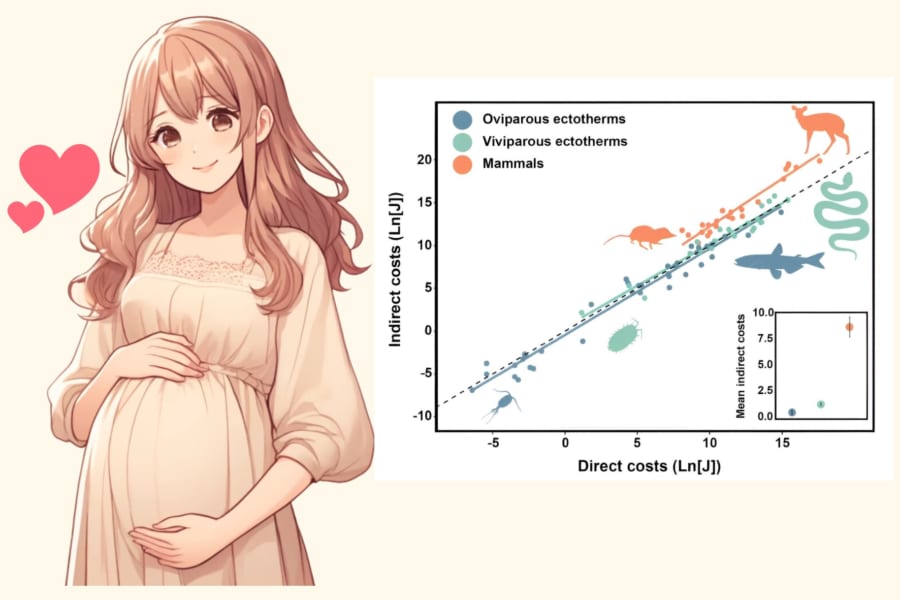 妊娠コスト、予想外の大きさ！出産まで追加で5万キロカロリー必要