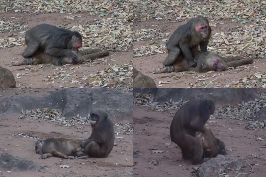 野生の霊長類で初！サルが屍姦（ネクロフィリア）する様子が観察される