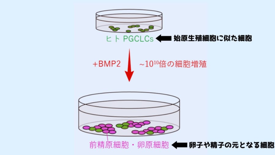 新たな研究では始原生殖細胞に似た細胞にBMP2を加えることで卵子や精子の元となる細胞に変化させました