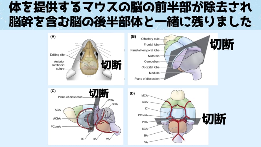 体を提供するマウスの脳は前後で切断され呼吸に必要な脳幹だけが残されました