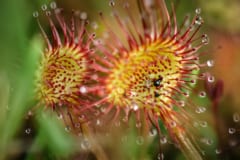 食虫植物のモウセンゴケ