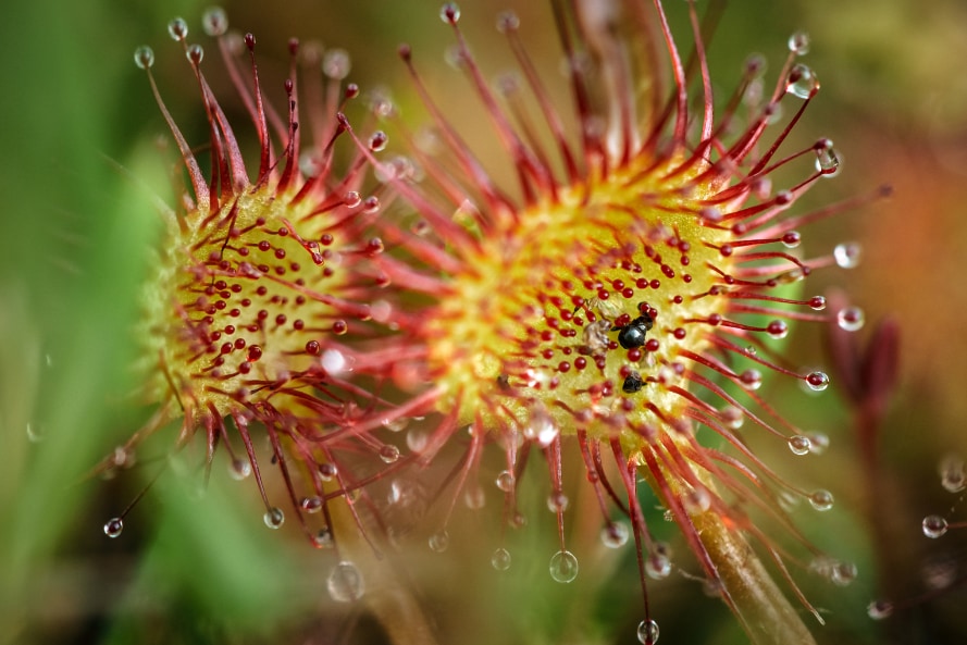 殺虫革命！観葉植物が蝿取り紙に変わる、食虫植物由来の粘着スプレー