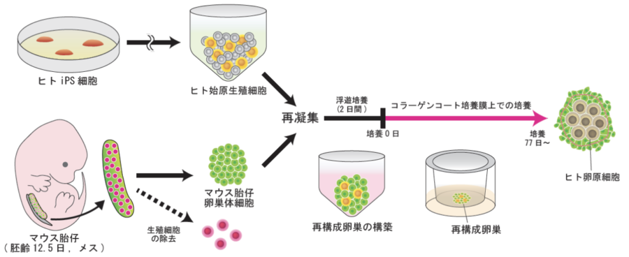 2018年に行われた研究の概要