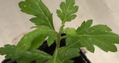 植物に粘着粒子を噴霧する