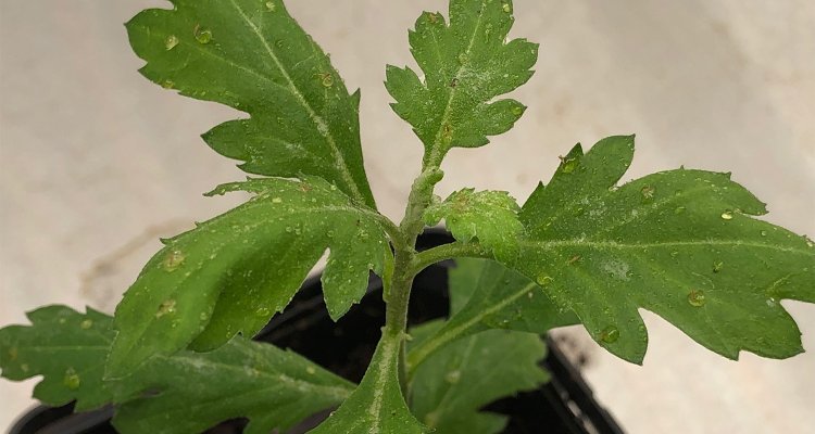 植物に粘着粒子を噴霧する