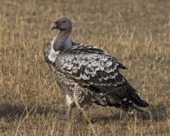 ケニアで撮影された「マダラハゲワシ」の成鳥