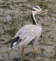 ヒマラヤ山脈を自力で飛び越える「インドガン」