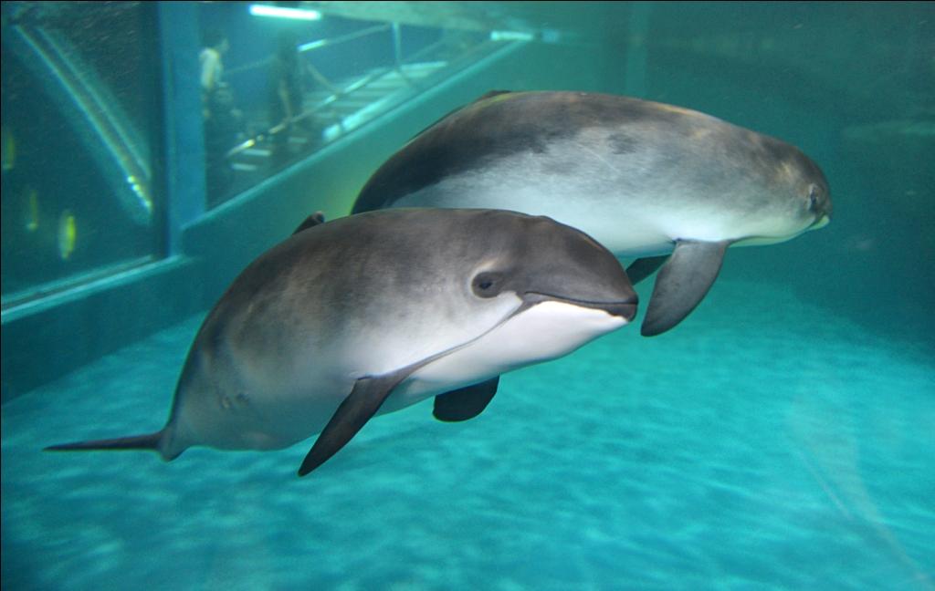 冷たい海に生息するネズミイルカ。日本ではおたる水族館で飼育されています。