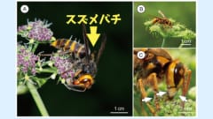 花を訪れているスズメバチを撮影した画像。白い矢印はスズメバチに付着している花粉を示しています。