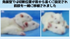 頭を提供するマウスの切断部分が上腕部を含むかなり下のほうに設定された