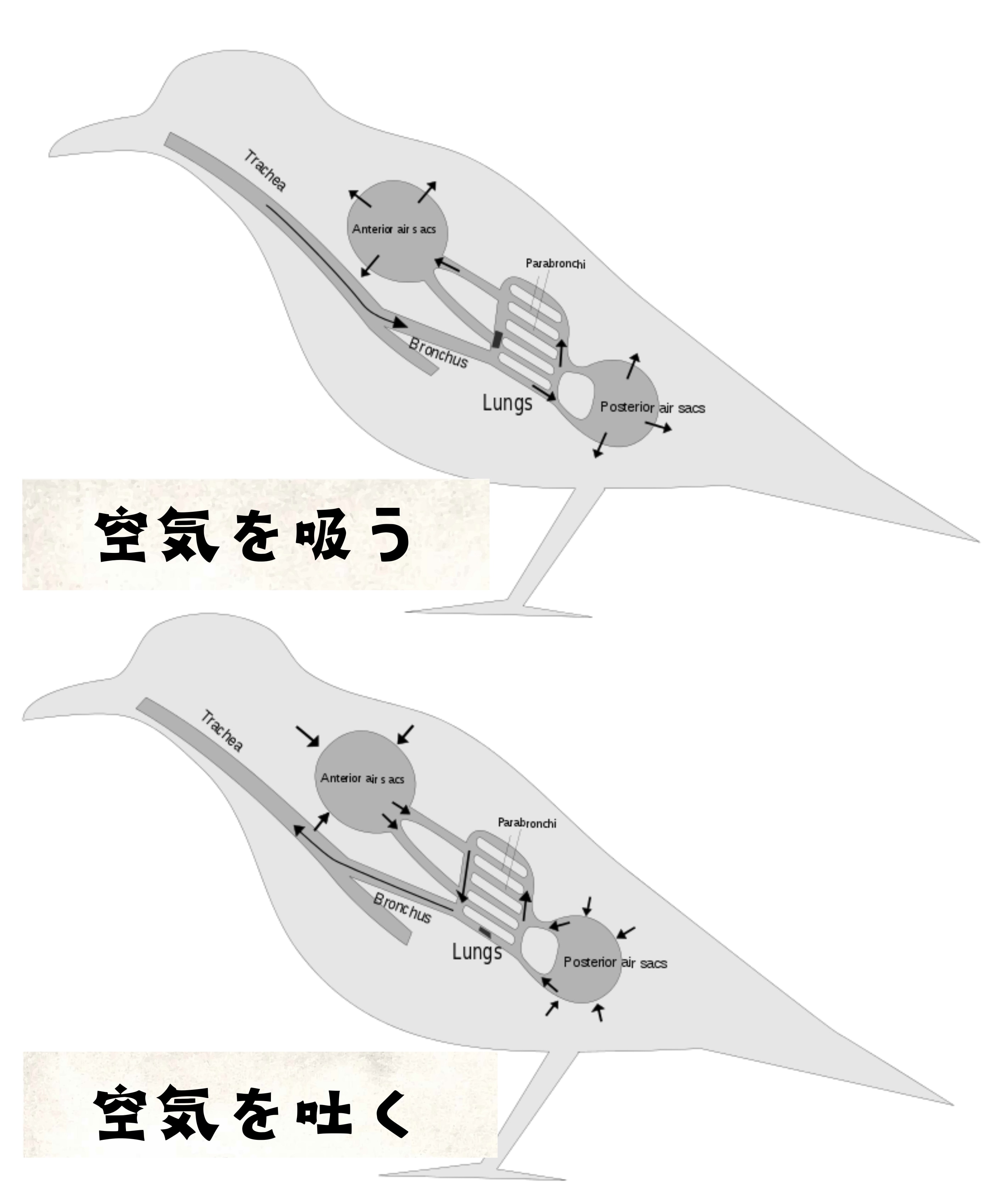 鳥類の呼吸の仕組み