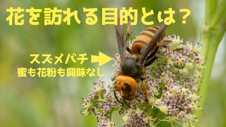 Wasp bumblebee 意味 名詞 ハチ を表す単語 hornet,wasp,bee
