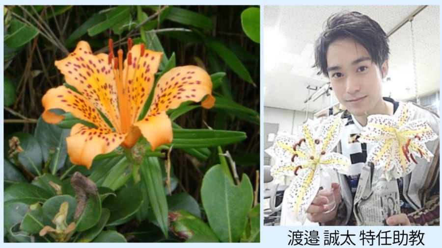 110年ぶり！日本原産の新種ユリ、見落とされていた種をDNA解析で発見