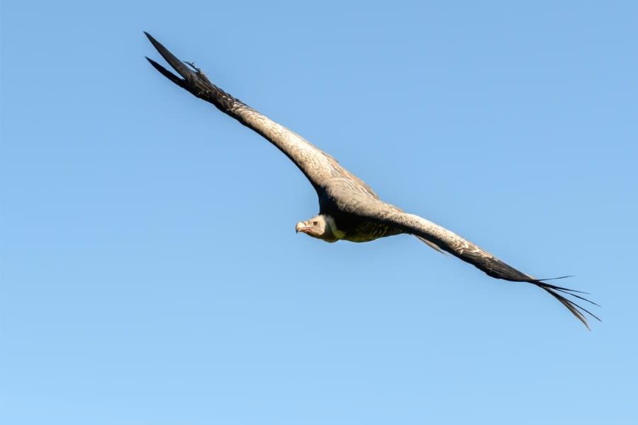 空の冒険者たち、鳥が到達した最高の高さは？