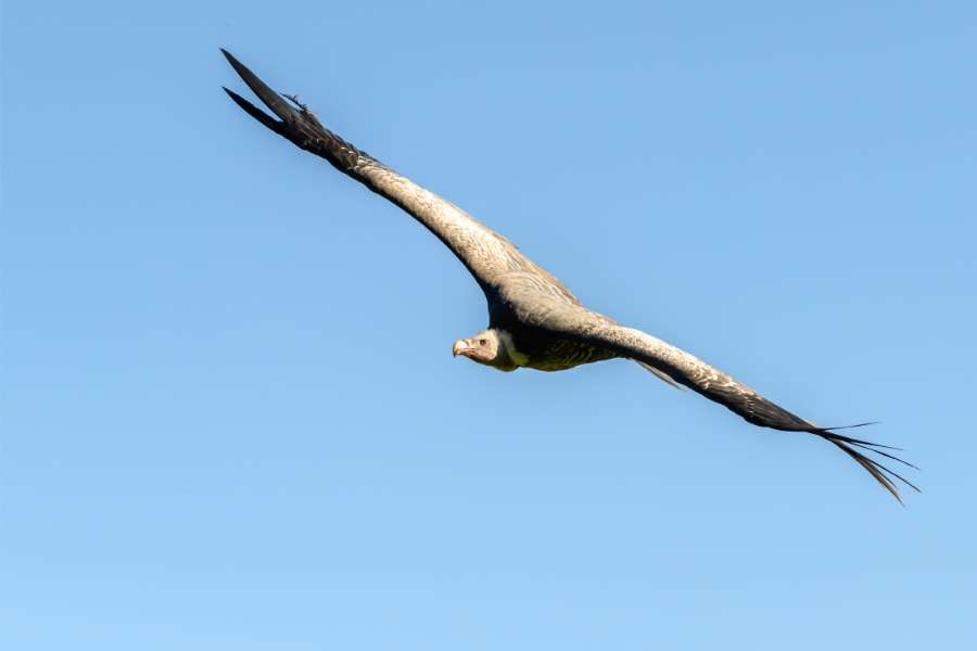 空の冒険者たち、鳥が到達した最高の高さは？ - ナゾロジー