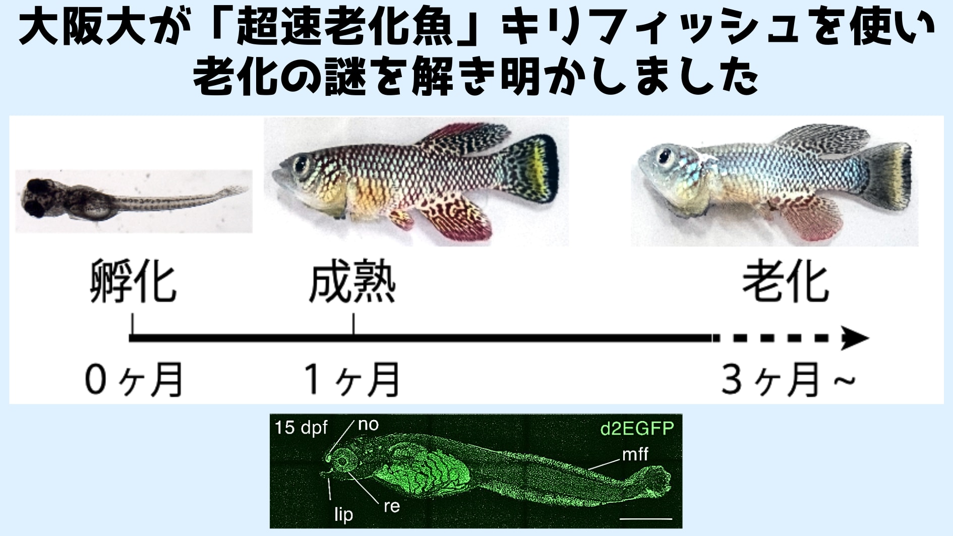 3カ月で老化する!?不思議な魚が解き明かす老化の秘密の画像 1/7