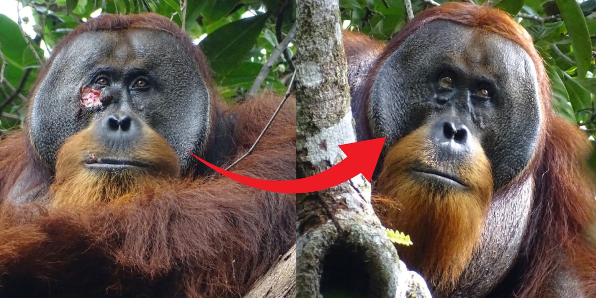 野生で初めて観察！オランウータンの薬草を使った自己治療の画像 1/4