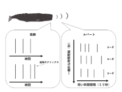 装飾とルバート