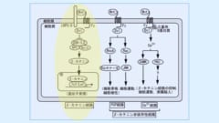 Wntシグナル伝達経路の一例。今回は黄色で示した左の経路が研究対象になりました