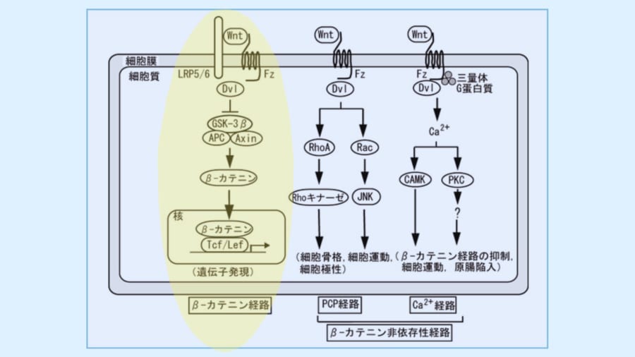 Wntシグナル伝達経路の一例。今回は黄色で示した左の経路が研究対象になりました