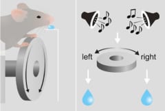 音に応じてハンドルを右か左に回す実験。正解すると報酬が得られる