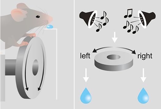 音に応じてハンドルを右か左に回す実験。正解すると報酬が得られる