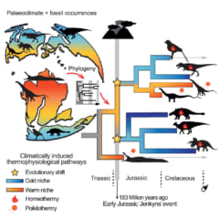 系統樹の青：寒冷地へ移動した獣脚類と鳥盤類。系統樹のオレンジ：低緯度に留まった竜脚類。