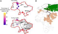 A：ウクライナにおけるワシの休憩地点（紫）の変化、灰色は紛争地。B：通常の飛行経路