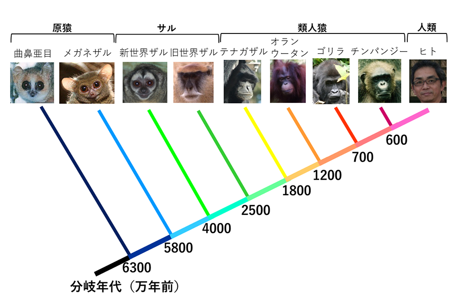 霊長類の系統樹。現存のサルたちは共通の祖先から進化した。