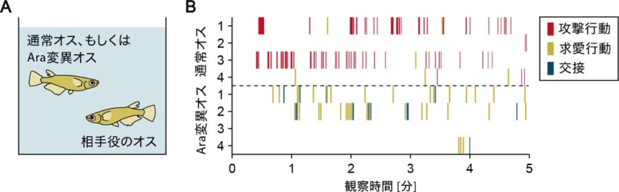 Araが働かなくなったオスは同性への攻撃が減り、代わりに求愛し始めた