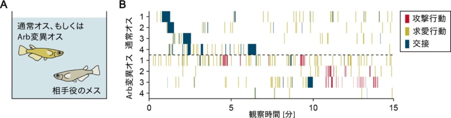 Arbが働かなくなったオスはメスに攻撃し始めた