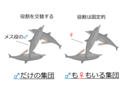 できるだけオス役を担うことで、交尾の練習をしている