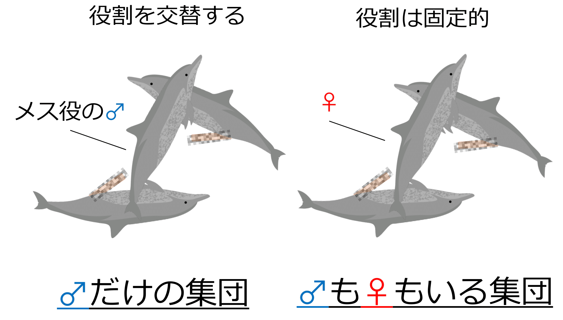 できるだけオス役を担うことで、交尾の練習をしている