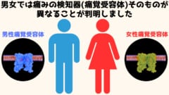 男女では痛みを感じる「痛覚受容体そのもの」が異なると判明！の画像 1/3