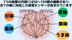 1つの味蕾には全ての味の味覚センサーが含まれています。また味蕾も舌全体に分布しています。