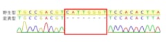 野生型にあるDNA領域をノックアウトして除去することができた