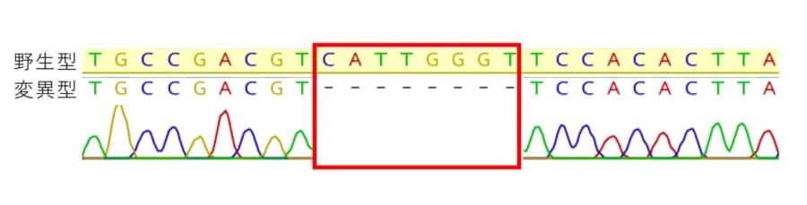 野生型にあるDNA領域をノックアウトして除去することができた
