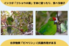 ノーフォーク島で撮影されたインコが「コショウの葉」を塗ったり、食べる様子