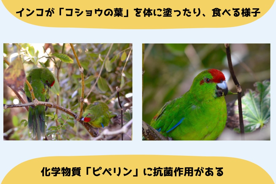 ノーフォーク島で撮影されたインコが「コショウの葉」を塗ったり、食べる様子