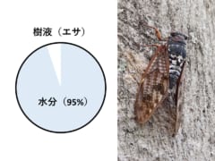 セミの餌はほとんど水のため、この水を処理する必要がある