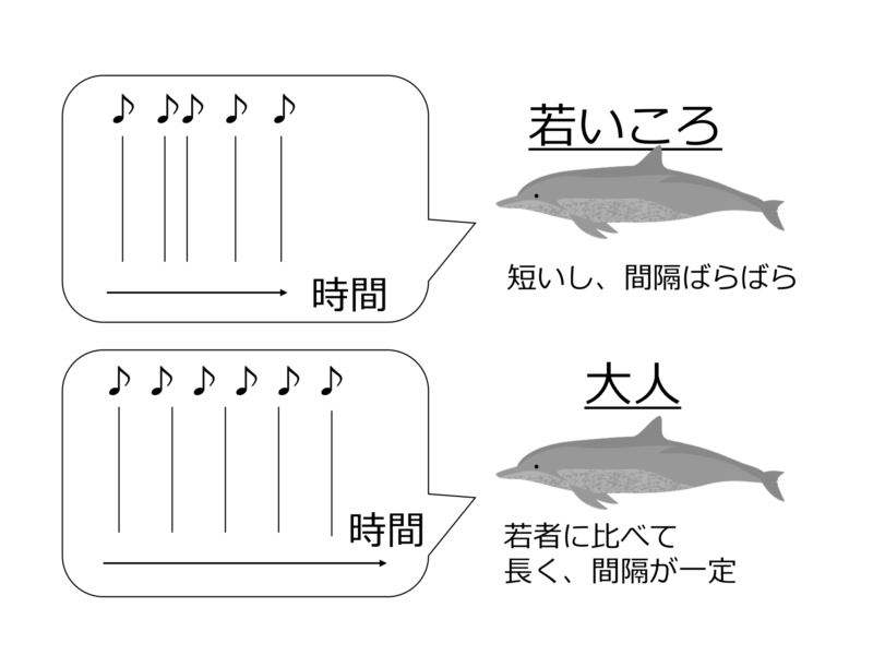 若いオスの口説き文句は、オトナほど洗練されていない