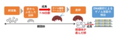 シンプルで効率的なクマムシのゲノム改変技術を確立！